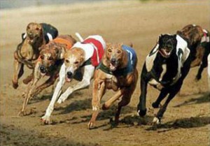 greyhound-racing
